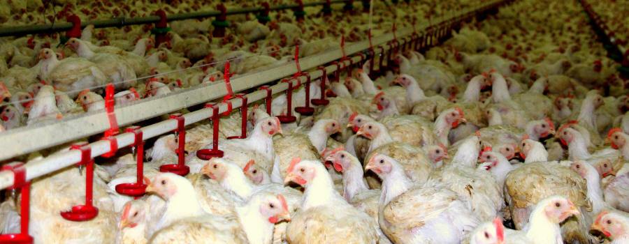 zemědělská technika 01